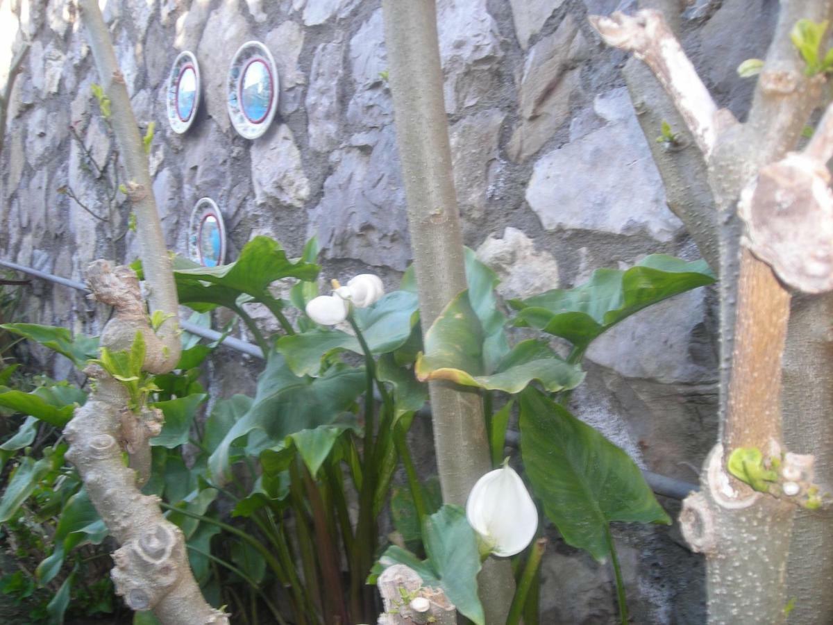 B&B L'Arcobaleno Sorrento Exteriér fotografie